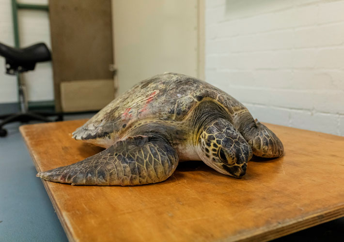Green Turtle in care at Wildlife Hospital