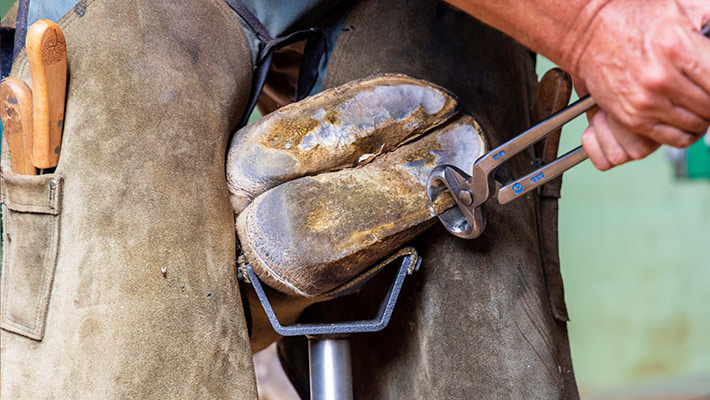 jimiyu's hoof being tended to during procedure 
