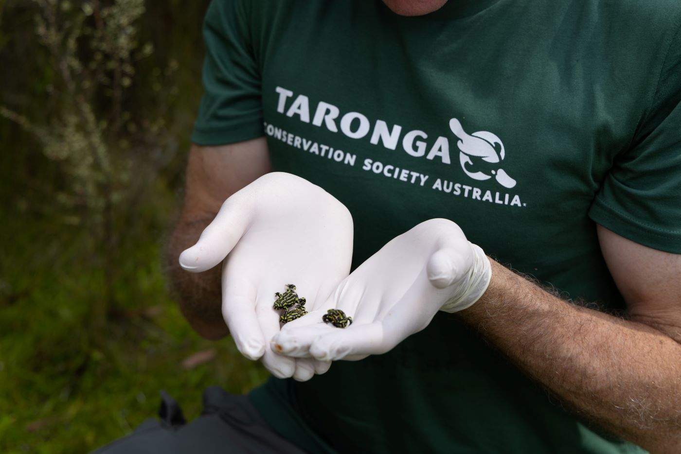 Lending a hand to critically endangered Northern Corroboree Frogs