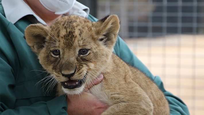 Lion cub at Dubbo Zoo 
