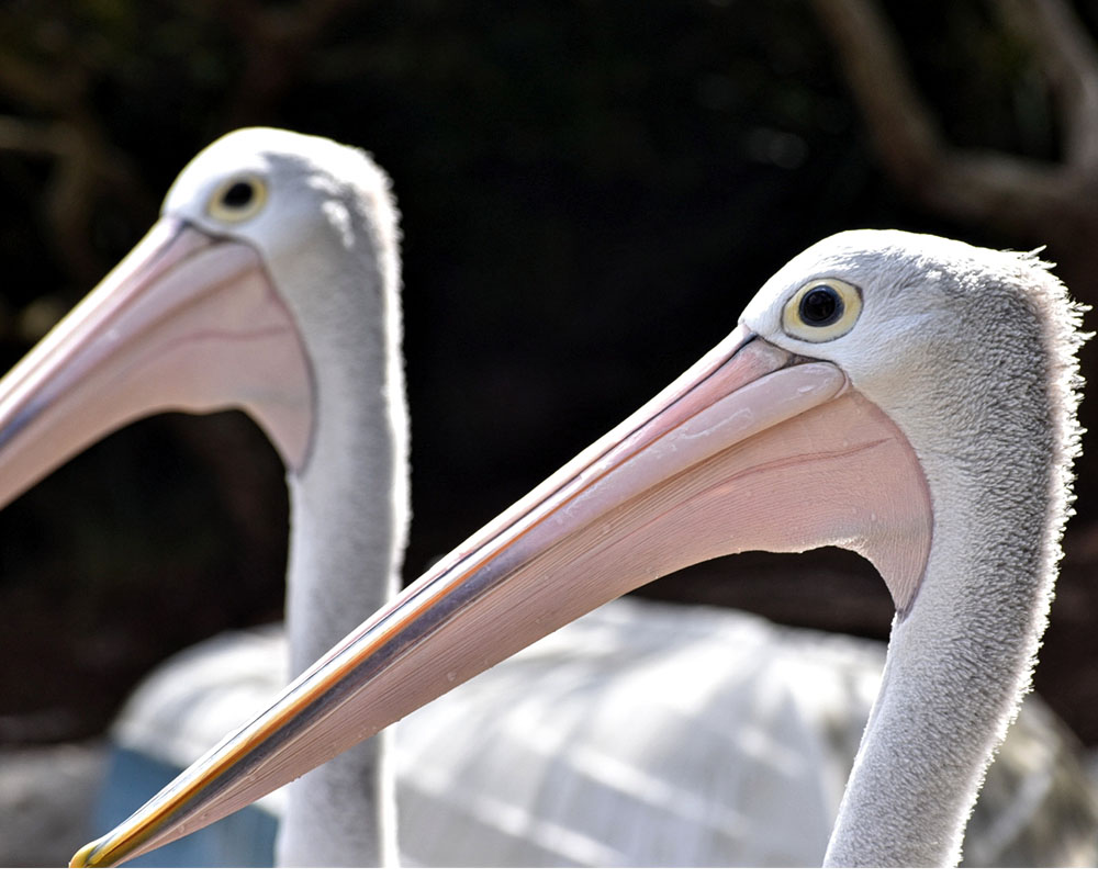 Pelicans
