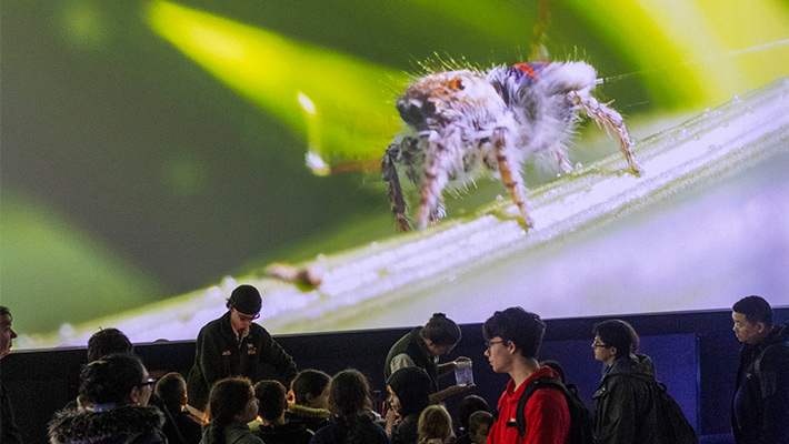 Crawly Critters Alive