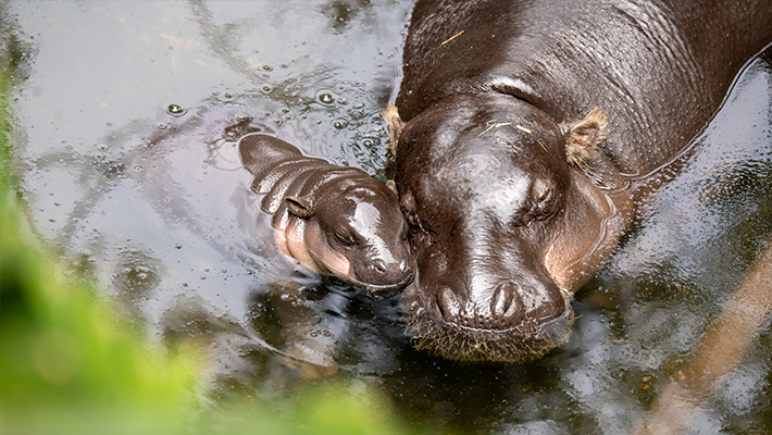 Pygmy hippos at Taronga Zoo Sydney, Lololi and Kambiri
