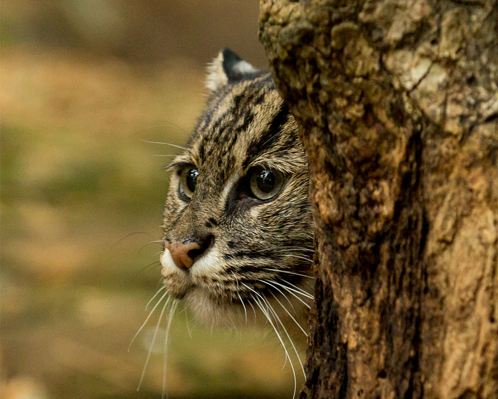 Fishing Cat