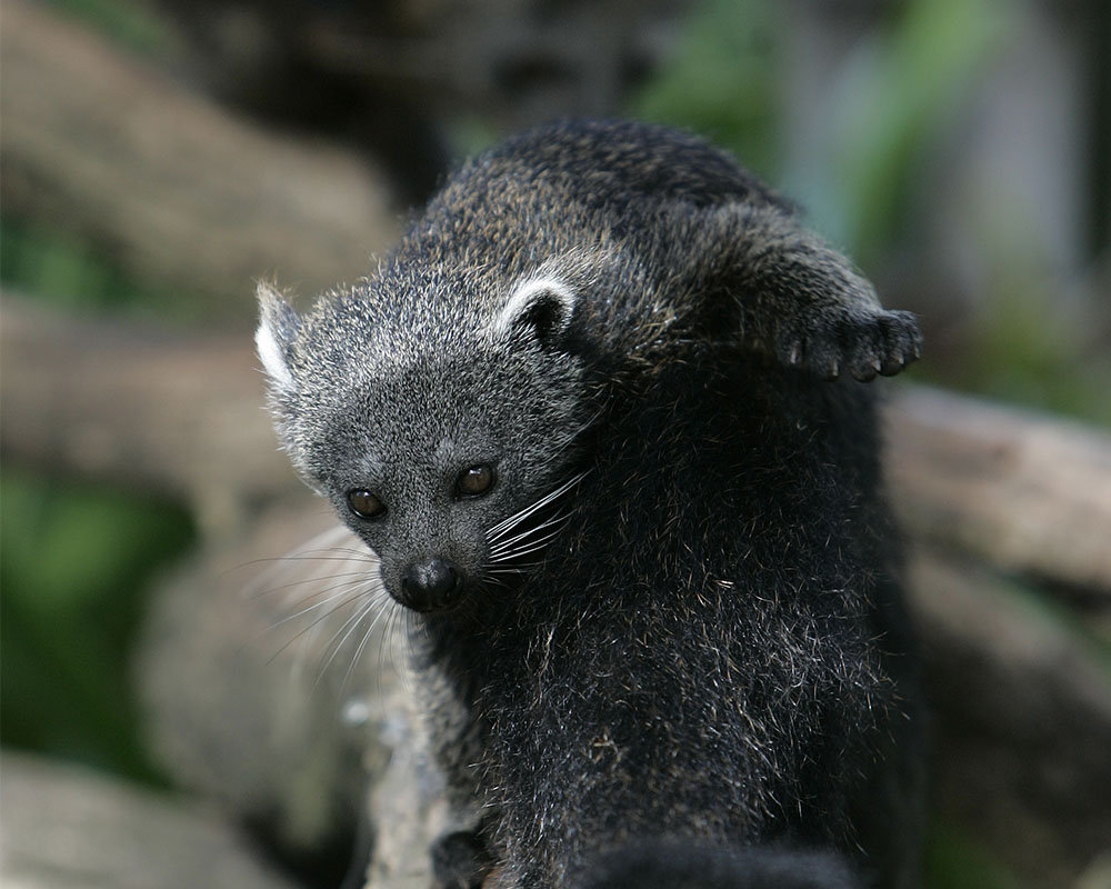 Binturong