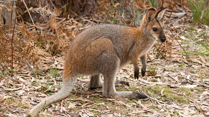 Power hind legs allow Red-Necked Wallabies to hop at speeds up to 64km/h