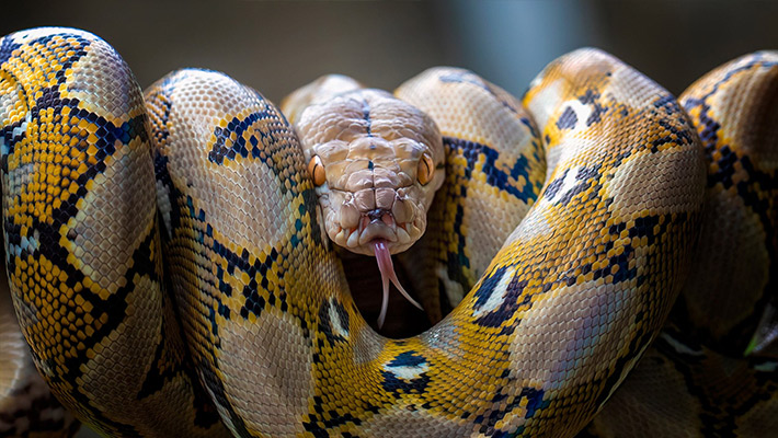 Reticulated python