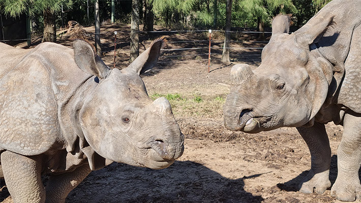 Greater One-horned Rhino