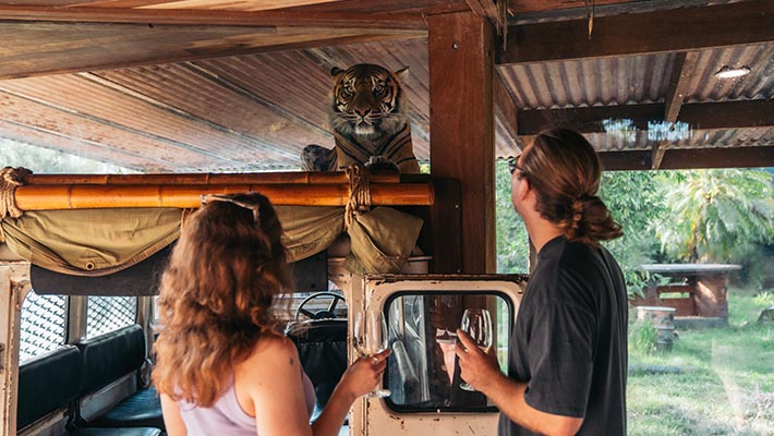 Face to face with a majestic Sumatran Tiger 