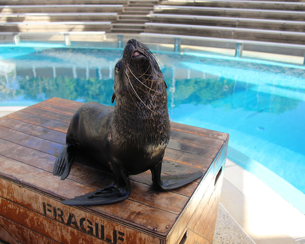 New Zealand Fur Seal
