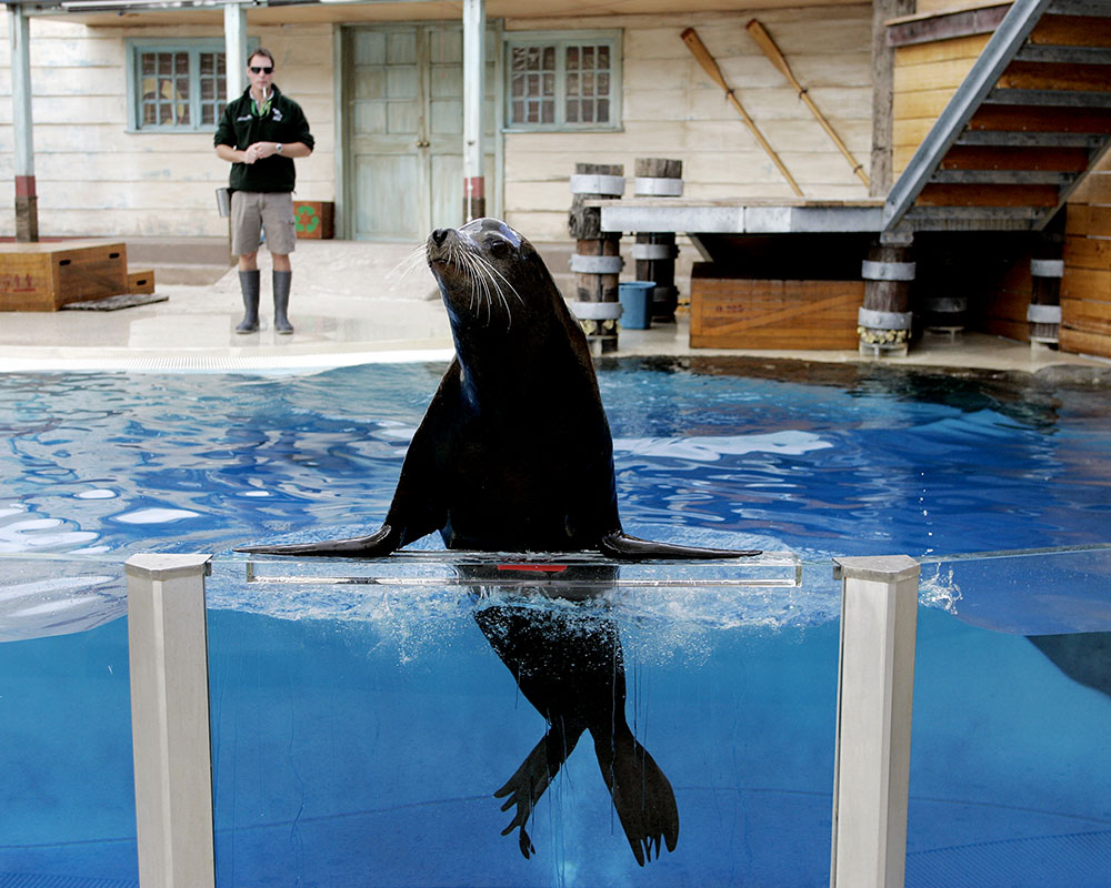 Seals for the Wild Presentation