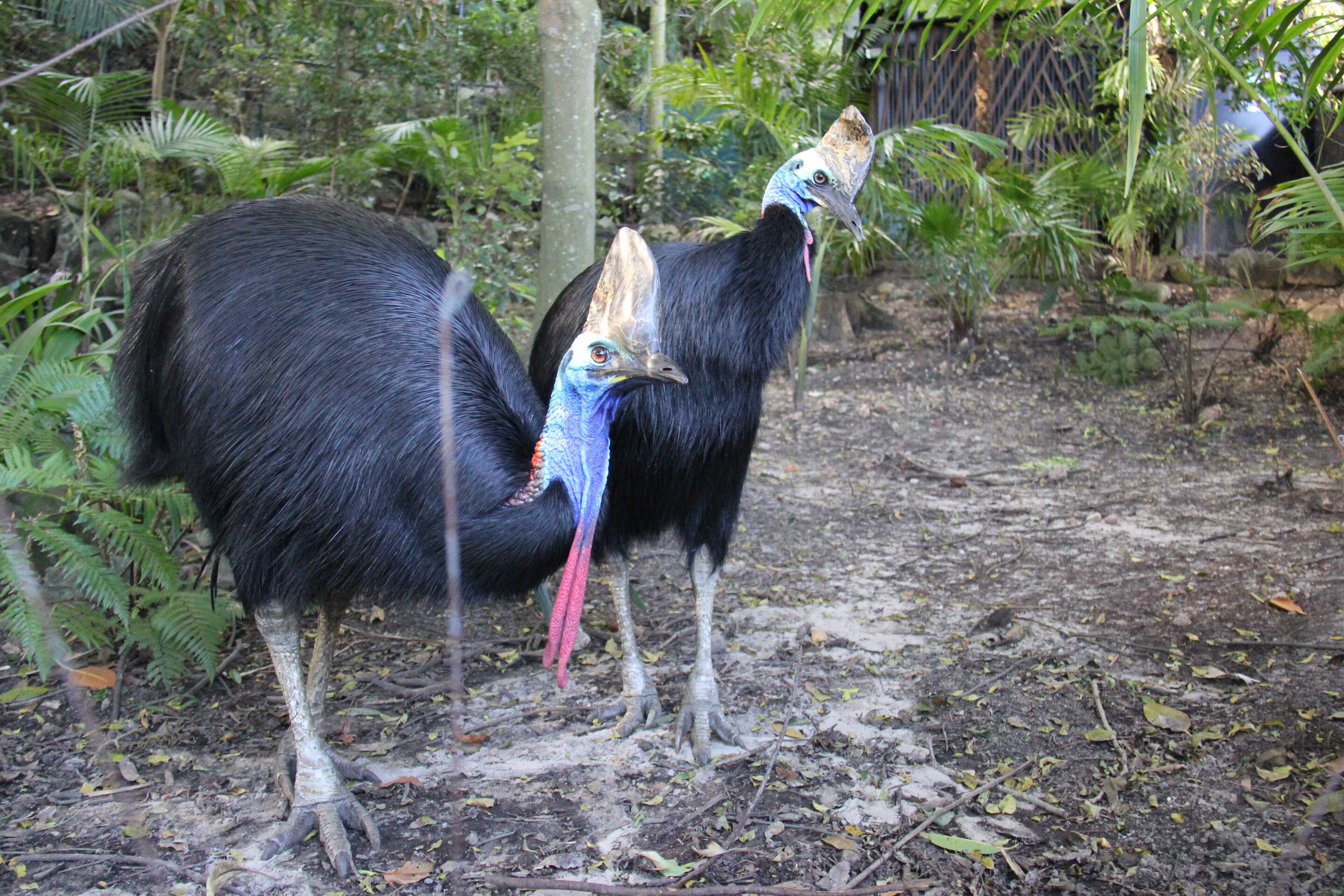 Cassowaries at Taronga Zoo