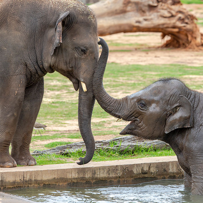 Asian Elephant calves Sabai and Kanlaya, born into the breeding program at Taronga Western Plains Zoo