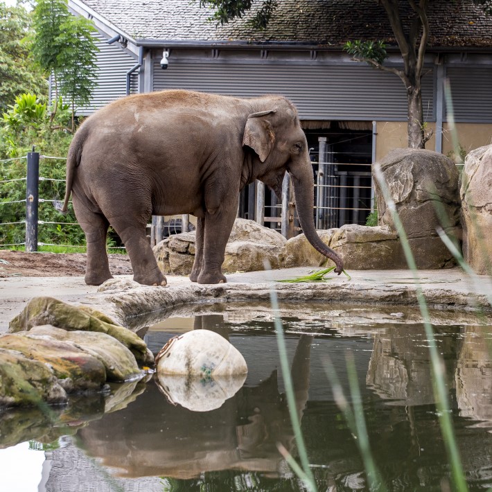 Female Asian Elephant Tang Mo at Taronga Zoo Sydney