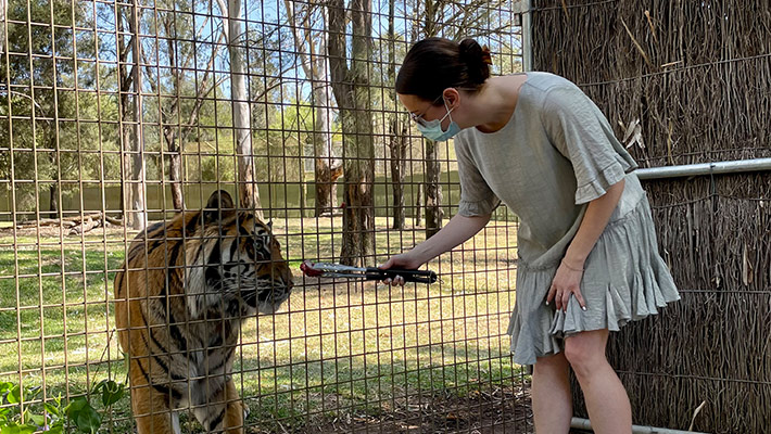 Tiger encounter at Taronga Western Plains Zoo