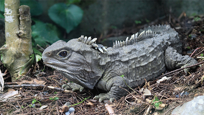 Tuatara 