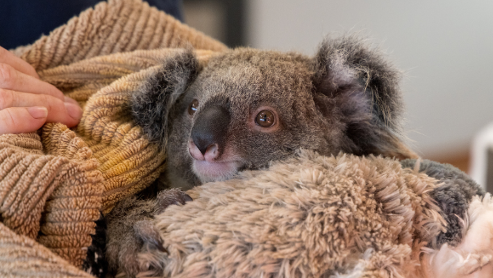 'Hank' receiving life-saving care at the Taronga Wildlife Hospital at Taronga Western Plains Zoo, Dubbo.
