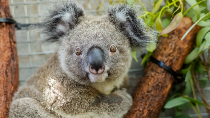 Koala Joey 'Hank' thriving after receiving life-saving care