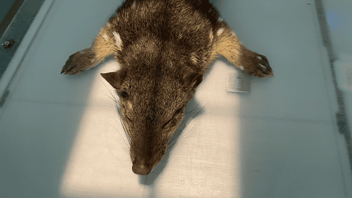 Spotted-tailed quoll receives x-rays under anaesthesia at Taronga Wildlife Hospital | credit: Taronga Vet Nurse Jess McCray