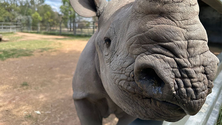 Motabo the Black Rhino Calf 