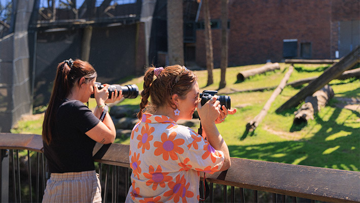Course members practicing their new skills photographing Chimpanzees
