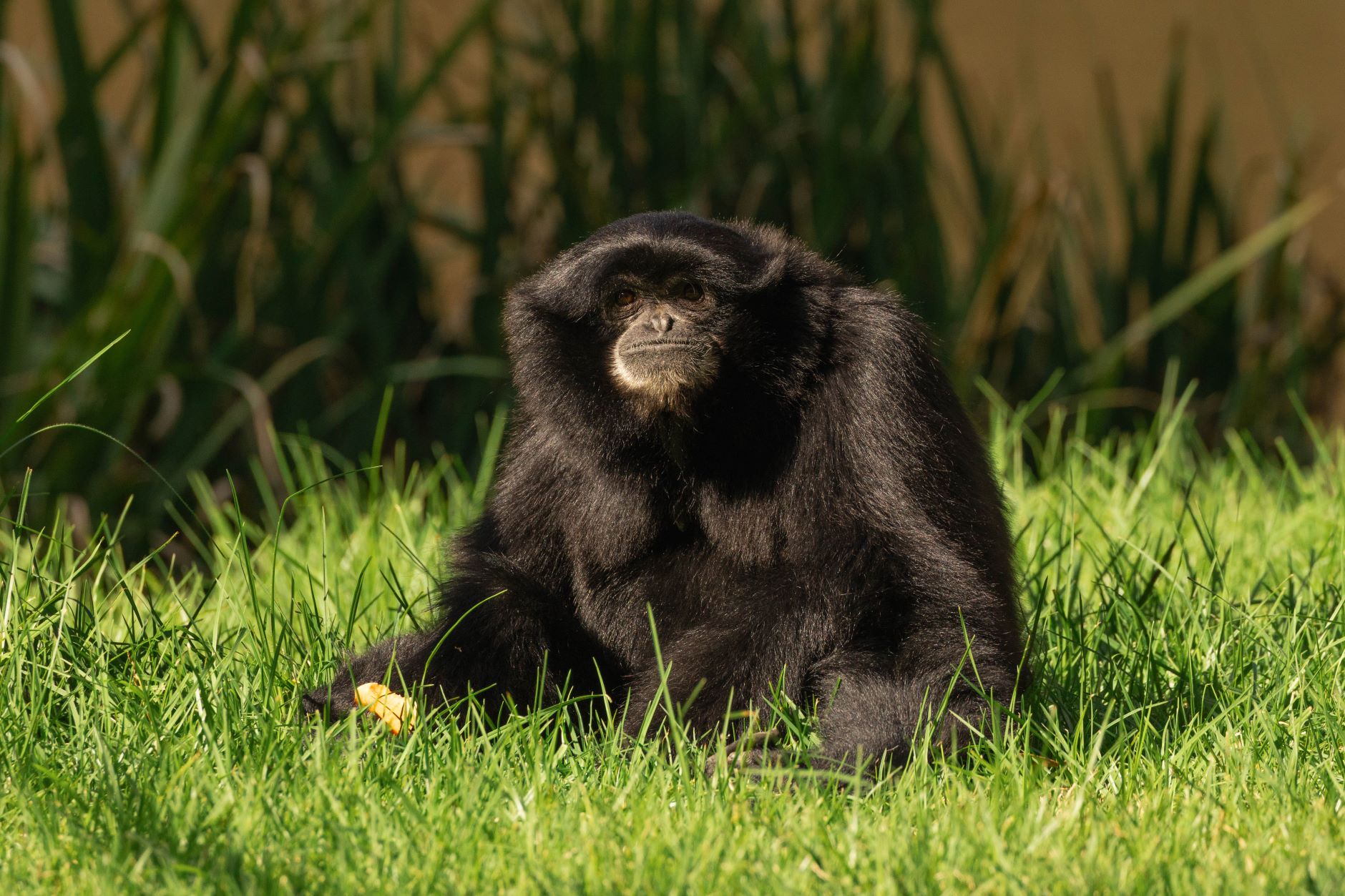 Credit: Greg Gawthorne