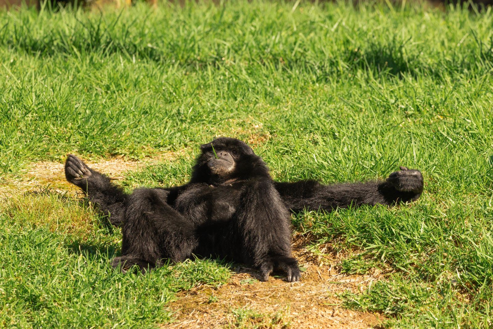 Credit: Greg Gawthorne