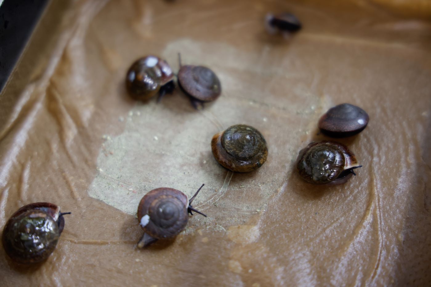 Campbell’s Keeled Glass-Snail