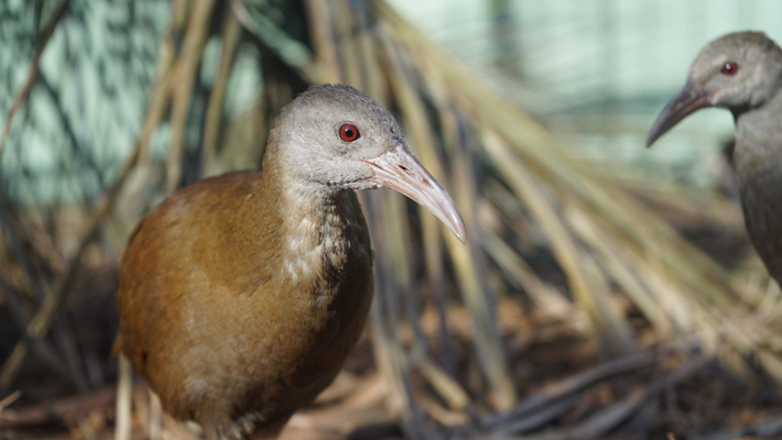 Lord Howe Island Woodhen, in Taronga’s care during the REP.