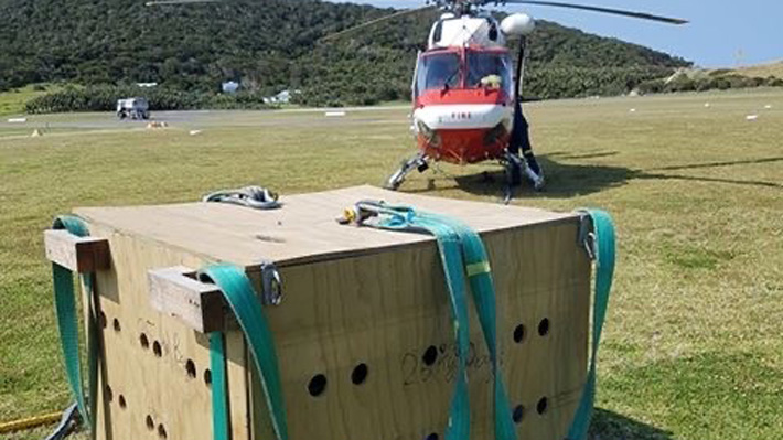 Helicopters were used to transport birds from the remote locations on the island.