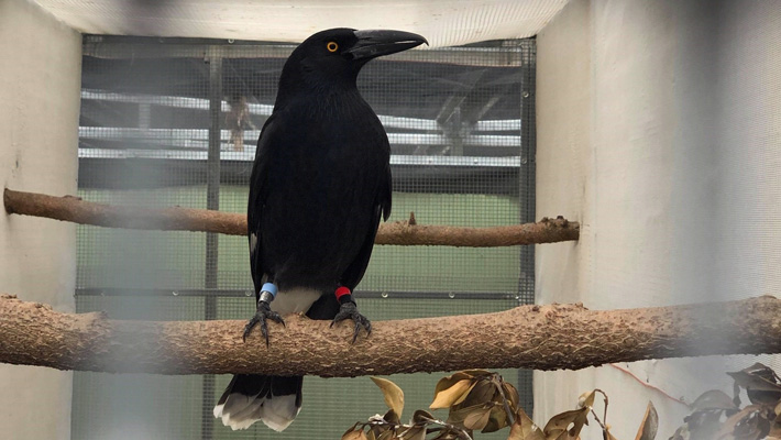 Lord Howe Island Pied Currawong.