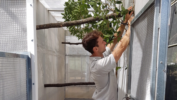 Temporary housing for the birds during the baiting process.