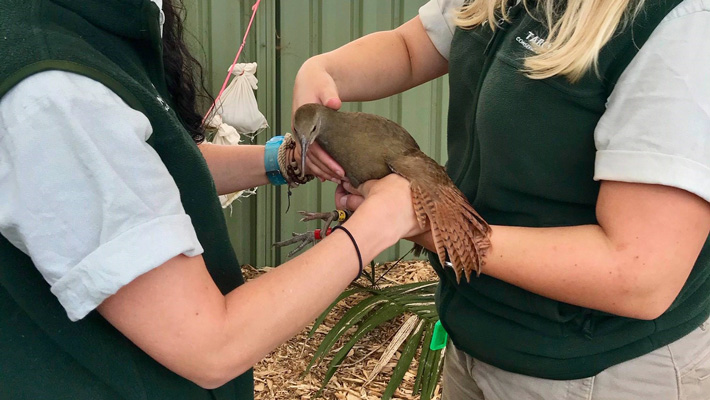 Woodhen undergoing a routine health check.