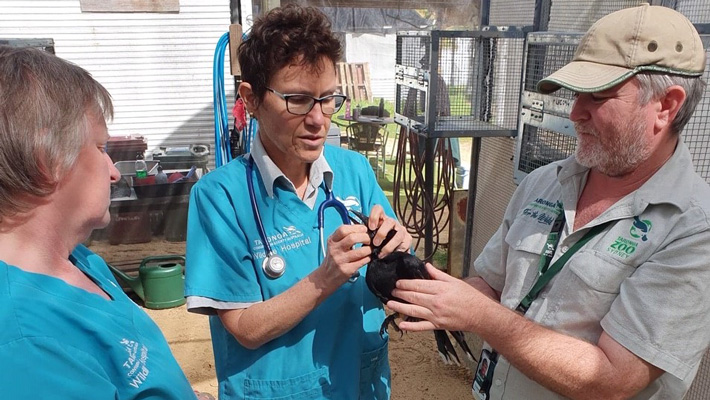 Pied Currawong health check.