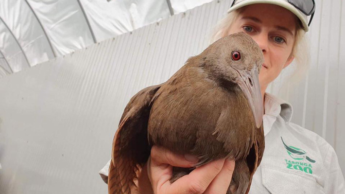 Bird keeper, Katie Horsburgh working onsite.