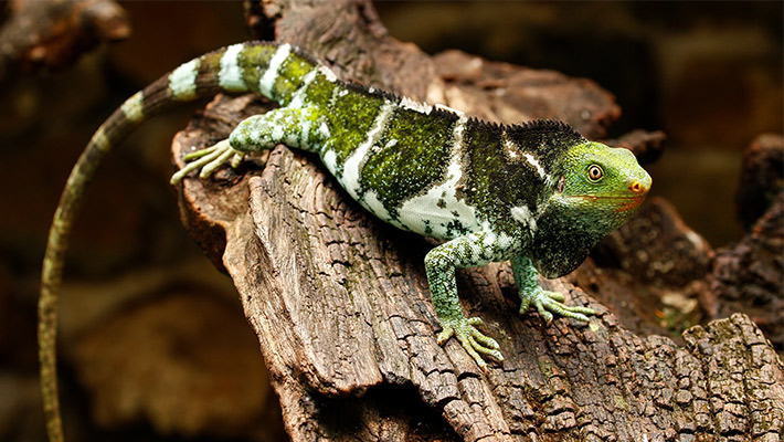 Fijian Crested Iguana