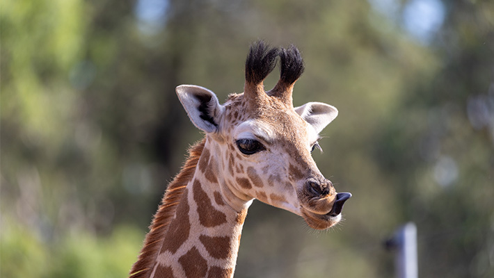 Giraffe Calf Msumeno