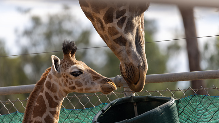 Giraffe Calf Msumeno with father Mtoto