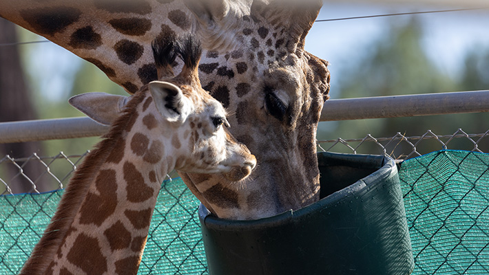 Giraffe Calf Msumeno with father Mtoto