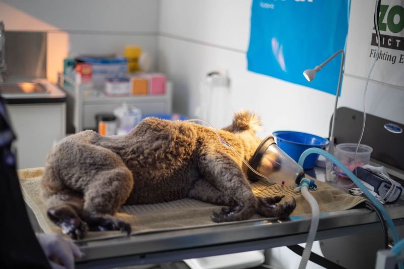 Koala receiving care during the Black Summer fires
