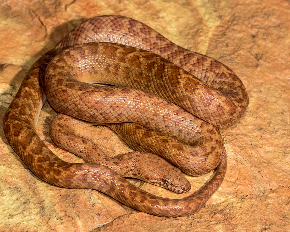 Pygmy python