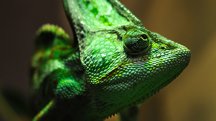 Veiled Chameleon