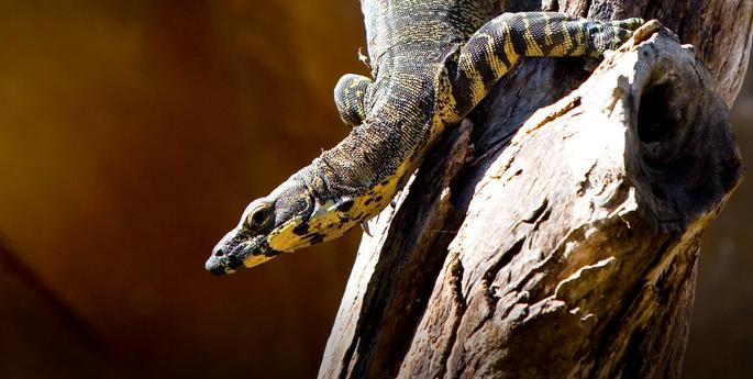 Early Stage 1: Backyard to Bush Tour