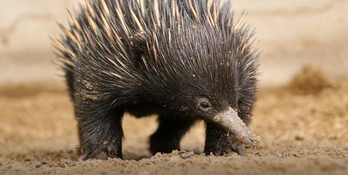 Stage 6: Heredity and Genetic Change