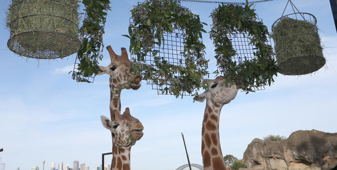 Taronga celebrates 100th birthday