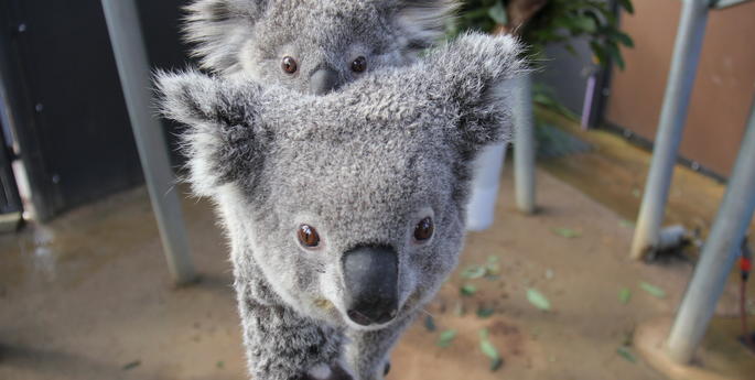 Spring brings two new joeys to Taronga