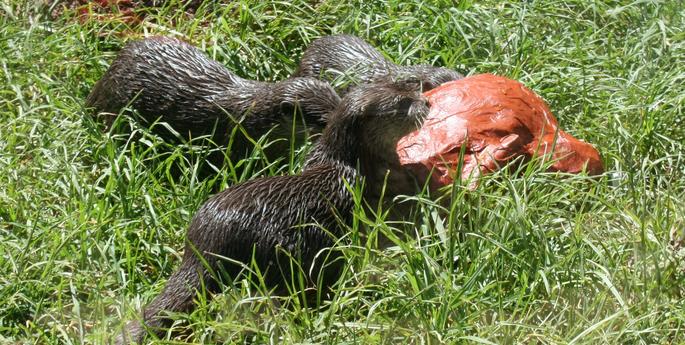 Christmas comes early for the Otters at the Zoo
