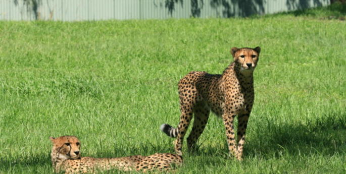 Spotty arrivals settle in