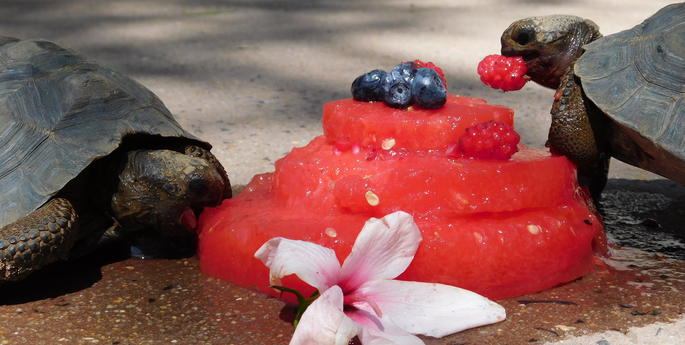 Galapagos Tortoise hatchlings turn three