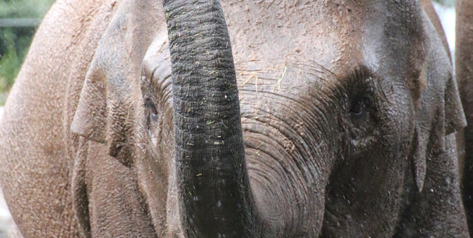 Big sister-to-be, Tukta